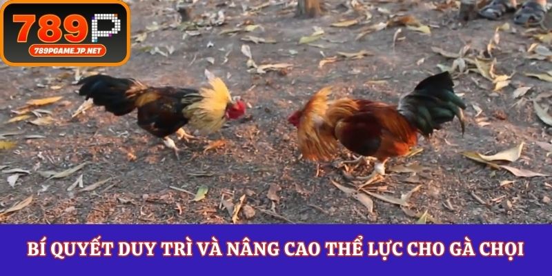 Bí quyết duy trì và nâng cao thể lực cho gà chọi
