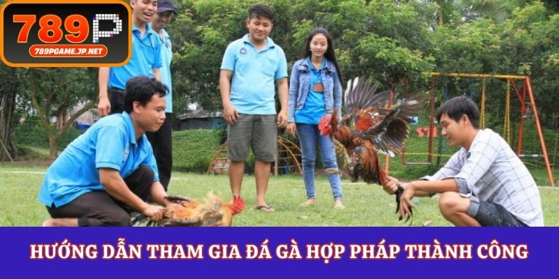 Hướng dẫn tham gia đá gà hợp pháp thành công