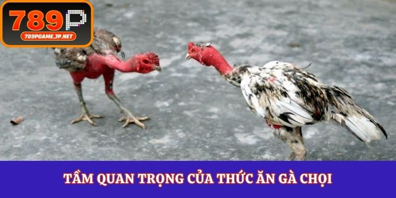 Tầm quan trọng của thức ăn gà chọi