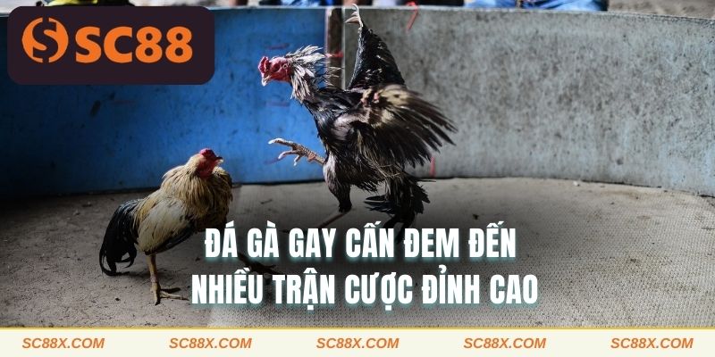 Đá gà gay cấn đem đến nhiều trận cược đỉnh cao