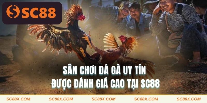 Sân chơi đá gà uy tín được đánh giá cao tại SC88