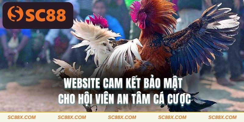 Website cam kết bảo mật cho hội viên an tâm cá cược